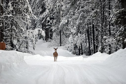 Deer in a snow-covered forest