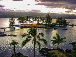 Coconut tress in Hilo, Hawaii