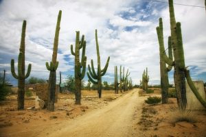 Cactus on desert road