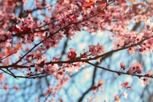 Japanese cherry tree in bloom