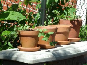 A few plants in clay pots, on a white bench.