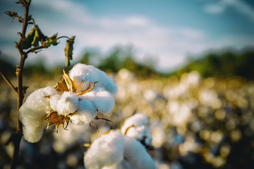 Cotton in Alabama
