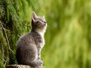 A cat sitting in a forest, with trees in the background.