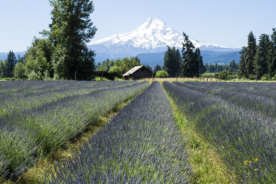 Lavender fields in Oregon