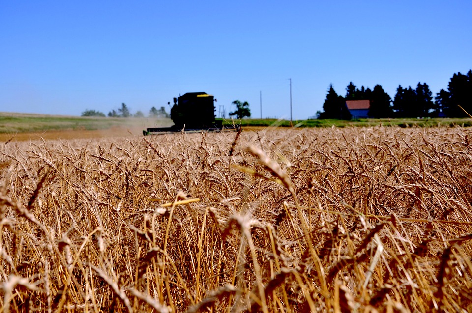 Wheat field in North Dakota