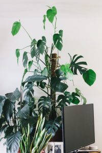 flat-screen TV turned off with plants in background