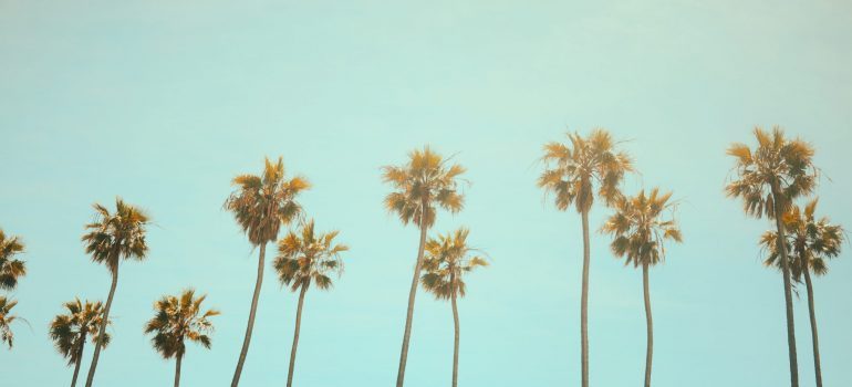 Moving from Mississippi to California- palm threes