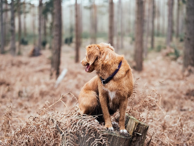dog sitting on a tree bark