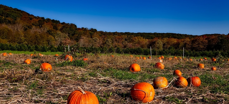 pumpkins on a field in Connecticut depicting one of the top states people will be moving from in 2021
