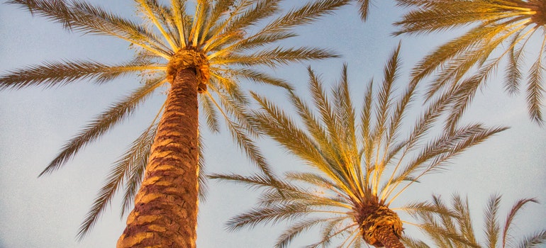 Palm trees in Irvine as one of the safest US cities in 2021