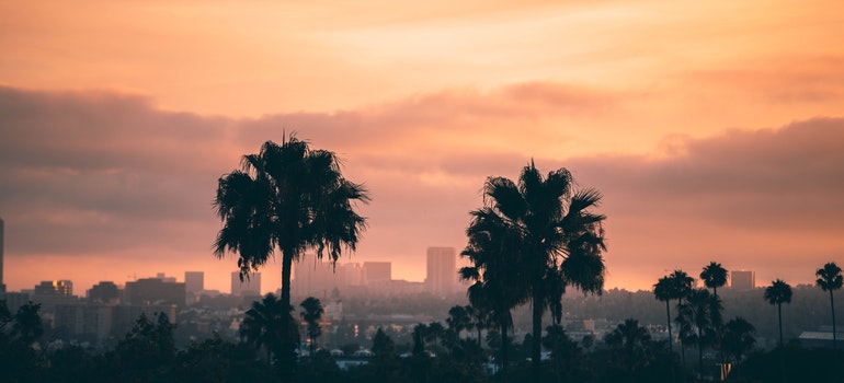 Palm trees and buildings during the sunset 