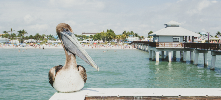 A pelican with the Florida beach behind it.